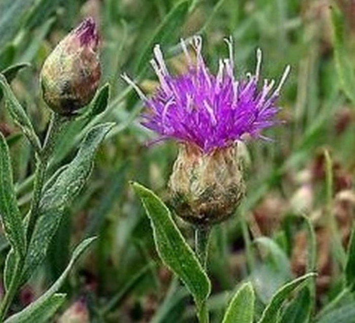 Горчака ползучего