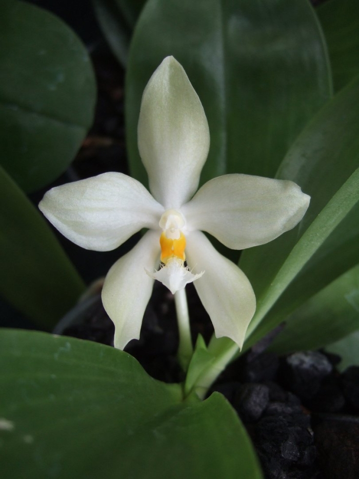 Phal. micholitzii