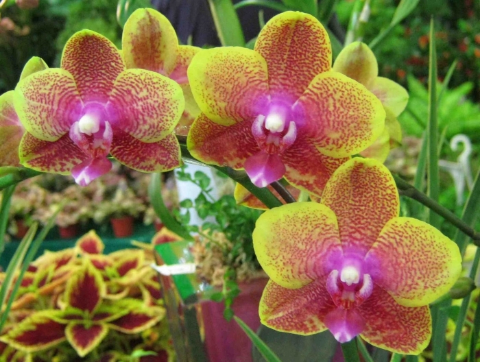 Фаленопсис сого лоуренс