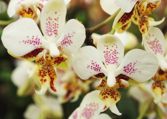 Орхидея phalaenopsis рауль