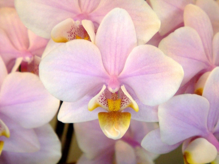 Орхидея phalaenopsis