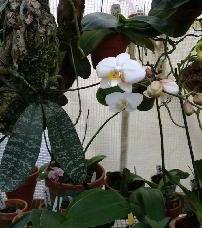 Phalaenopsis philippinensis