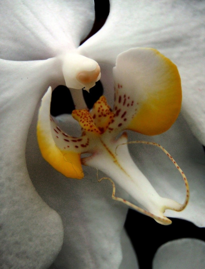 Фаленопсис amabilis