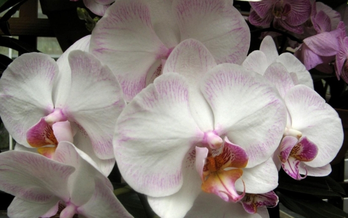 Орхидея фаленопсис сорта