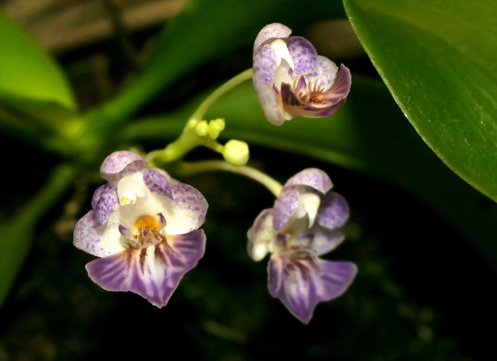 Phalaenopsis appendiculata