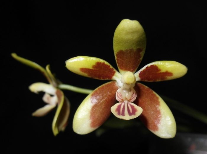 Phalaenopsis borneensis