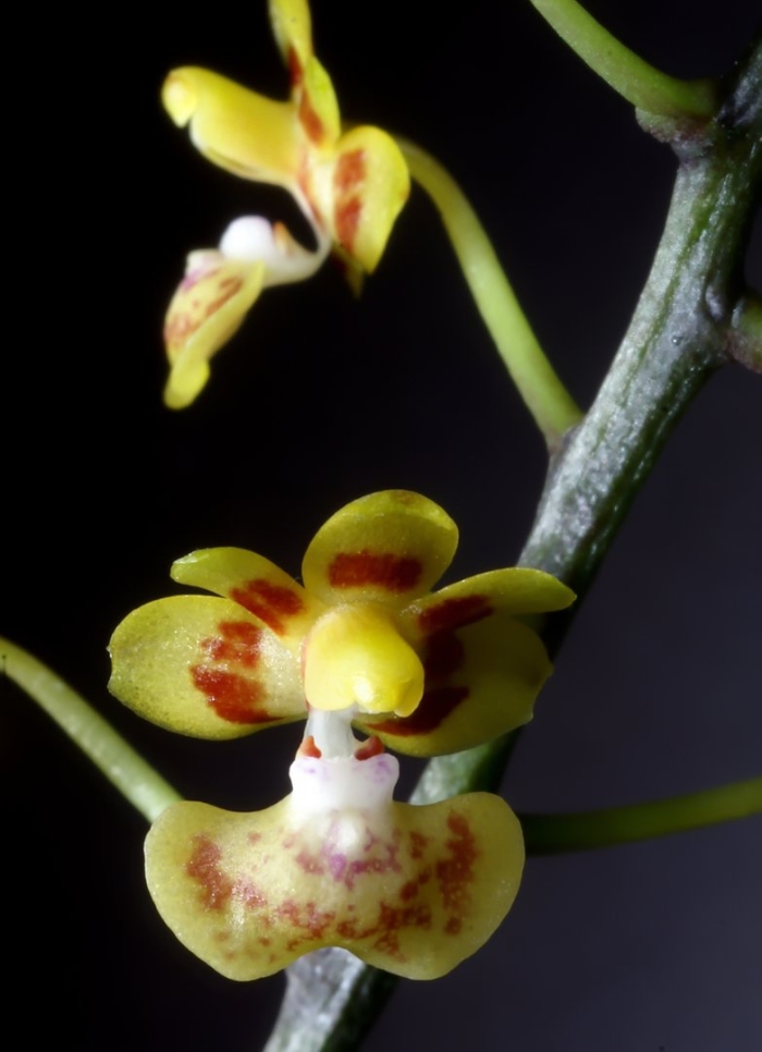 Phalaenopsis chibae