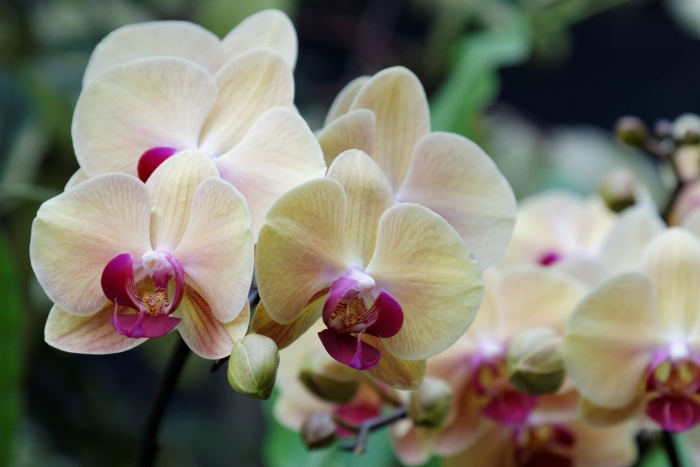 Фаленопсис монте карло