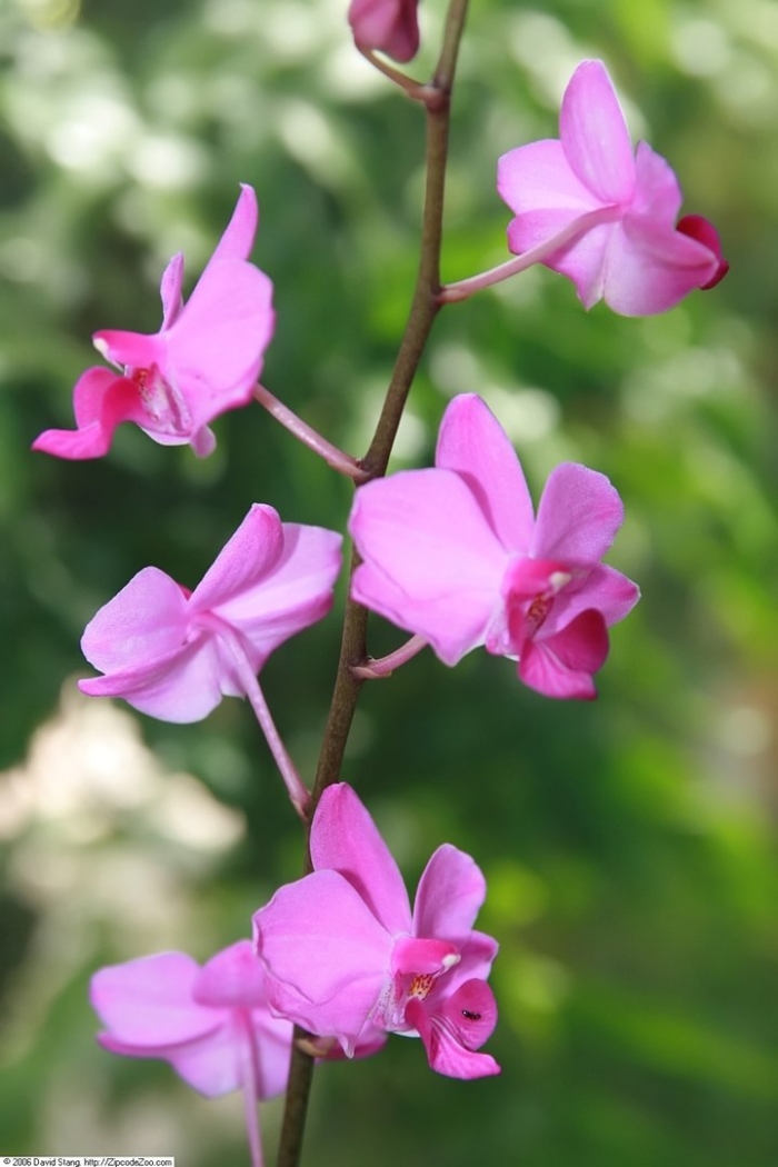 Фаленопсис пульхеррима