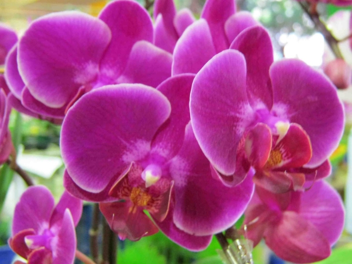 Орхидея фаленопсис лава