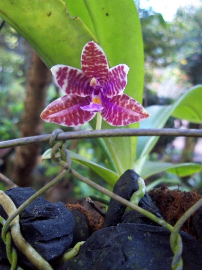 Phalaenopsis lueddemanniana