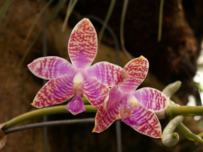 Фаленопсис lueddemanniana