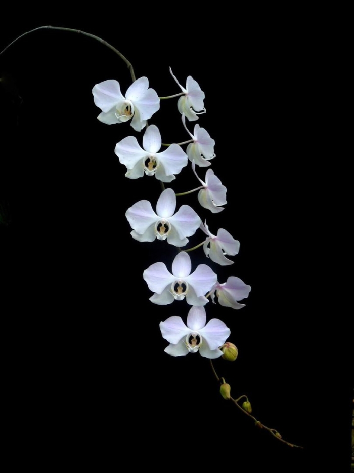 Орхидея белая phalaenopsis amabilis