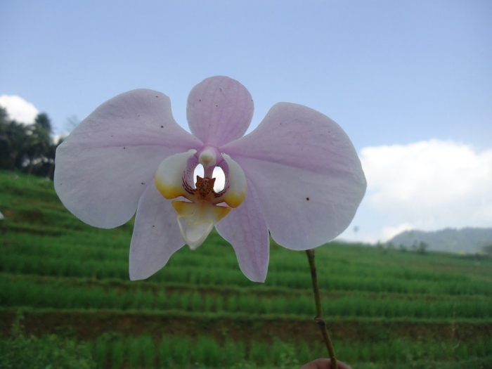 Фаленопсис сокровище будды