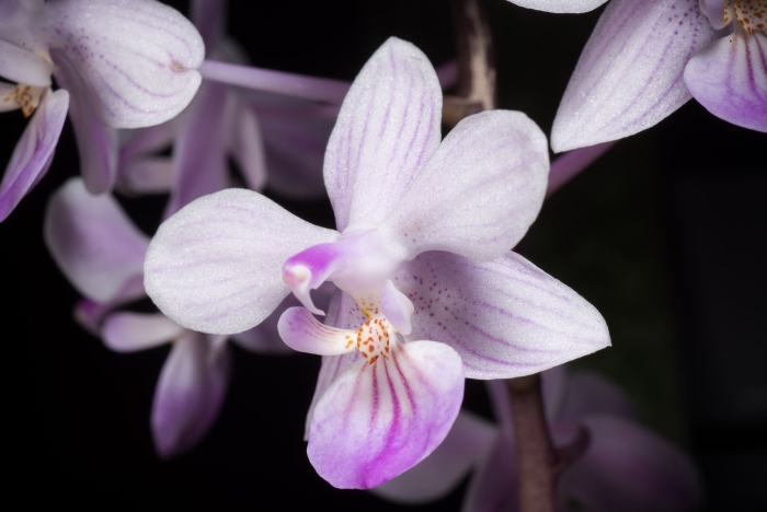 Фаленопсис веноза