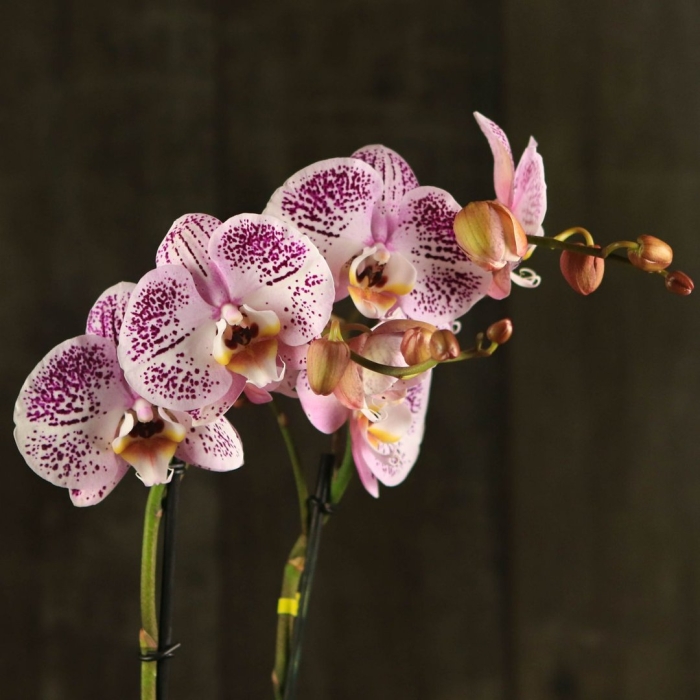 Фаленопсис свит хармони