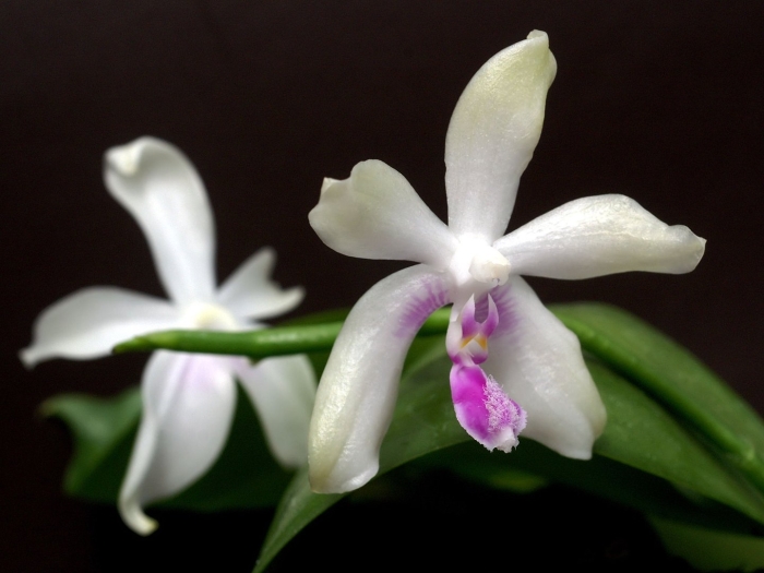 Phalaenopsis fimbriata