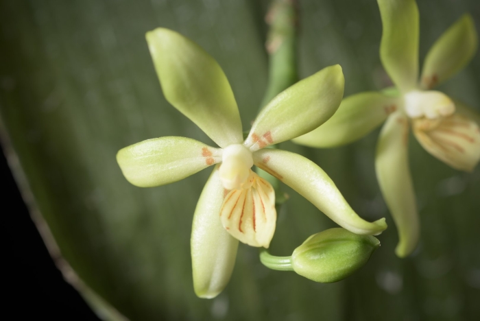 Phal. cochlearis