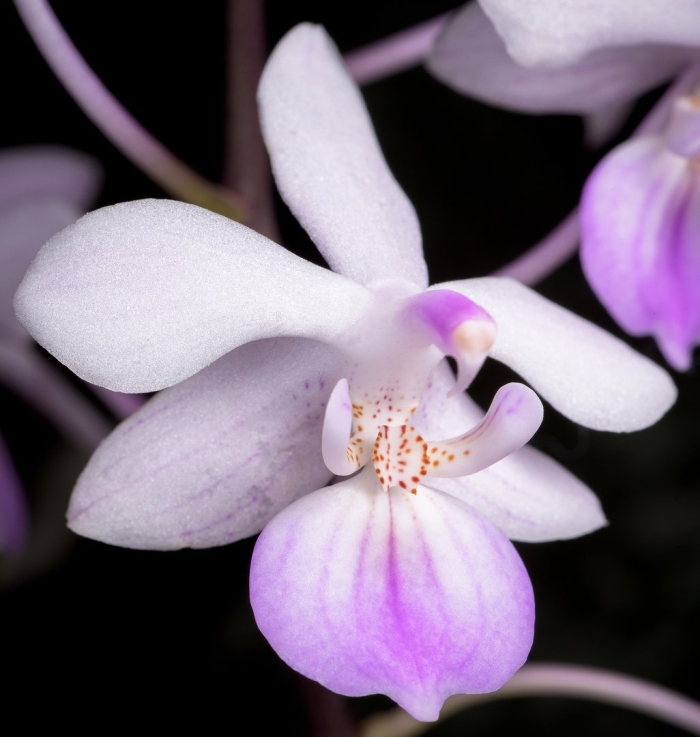 Lindenii фаленопсис