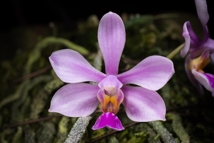 Phalaenopsis honghenensis