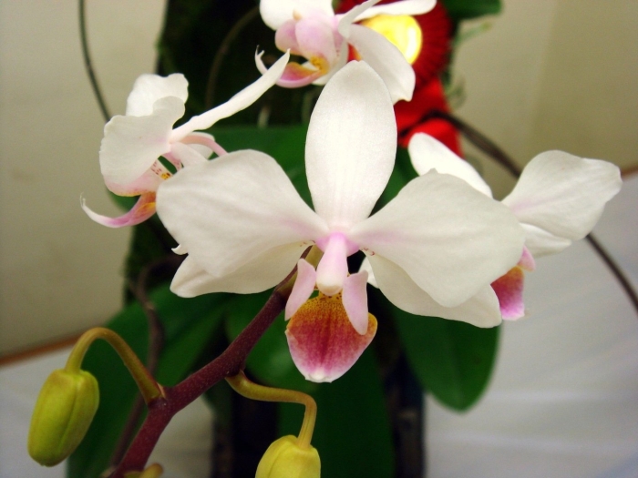 Фаленопсис интермедия