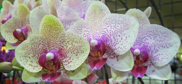 Фаленопсис атлантис