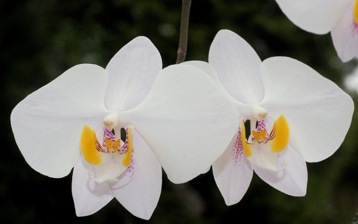 Орхидея phalaenopsis philippinensis