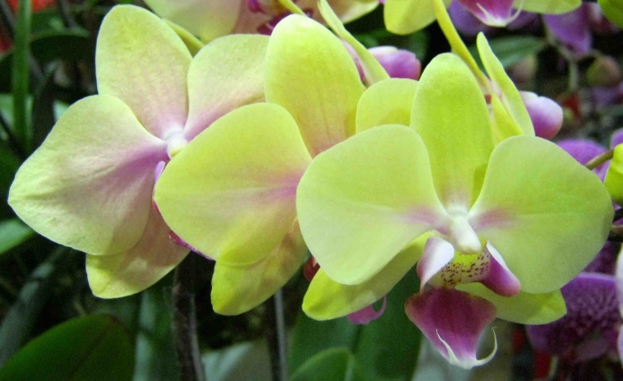 Фаленопсис еллоу бьюти