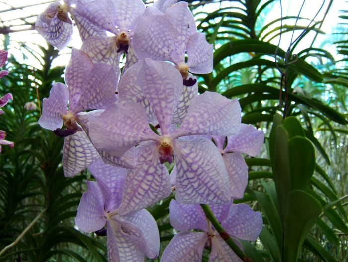 Орхидея филипиненсис