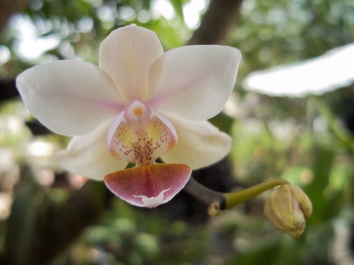 Фаленопсис интермедиа