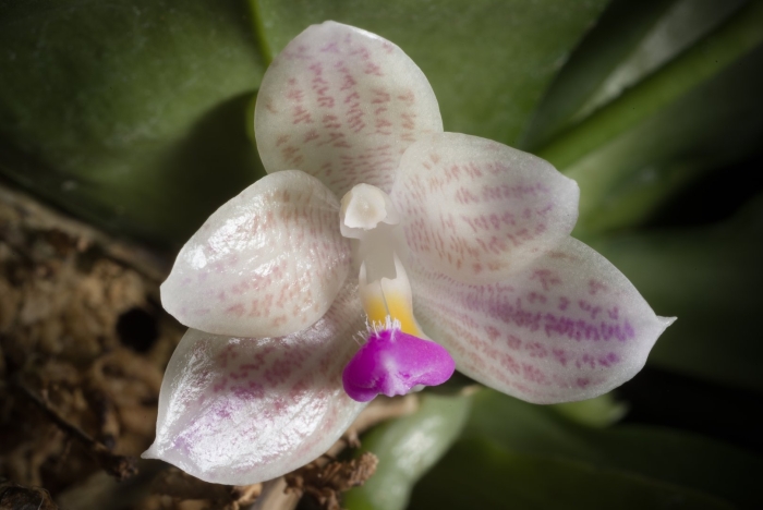 Phalaenopsis javanica