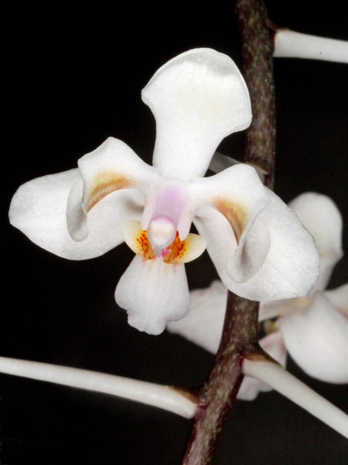 Phalaenopsis celebensis