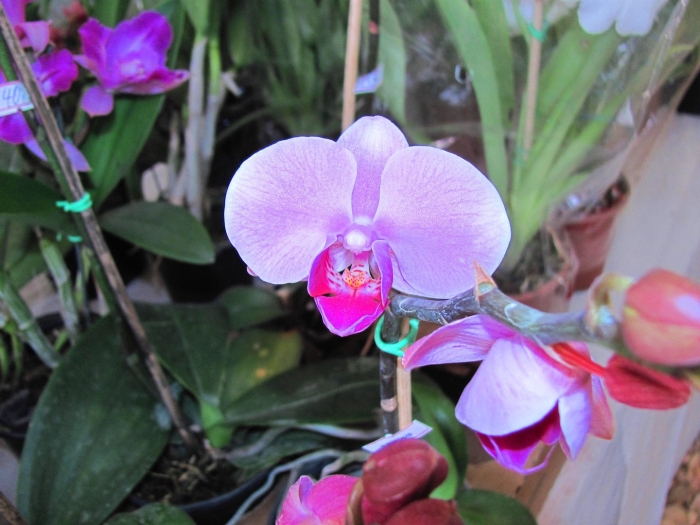 Орхидеи фаленопсис