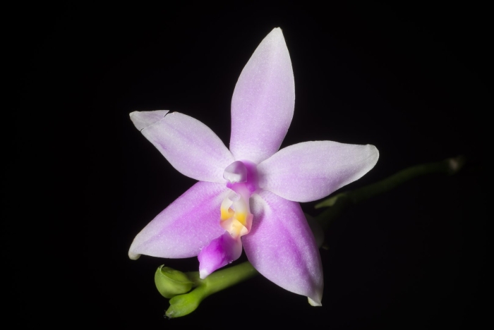 Phalaenopsis mentawaiensis