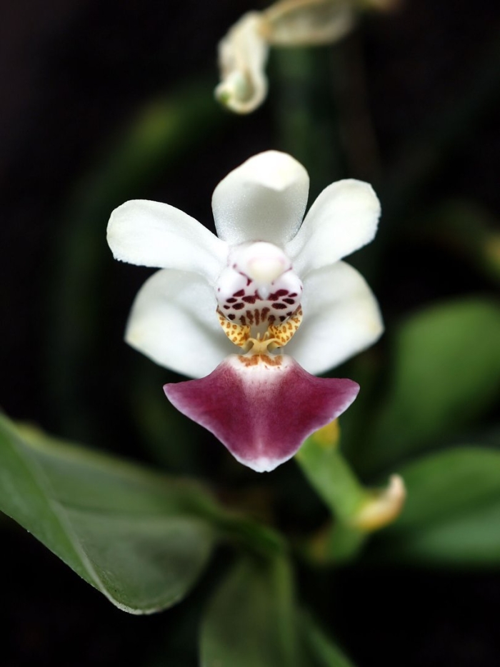 Phalaenopsis parishii