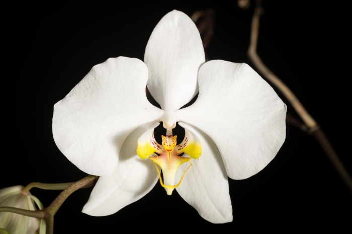 Фаленопсис amabilis blume