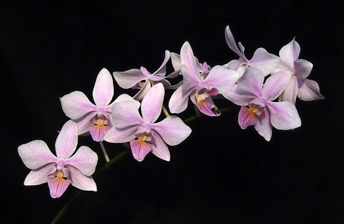 Фаленопсис intermedia