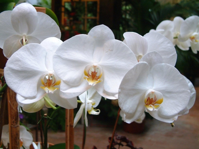 Орхидея фаленопсис белая