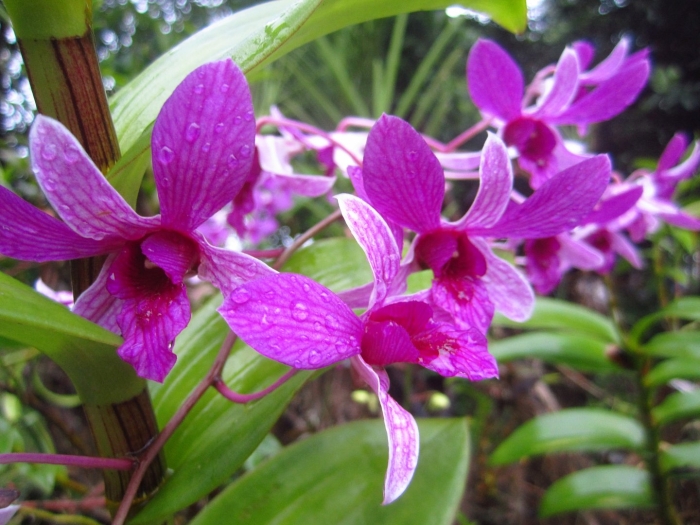 Орхидея дендробиум фаленопсис