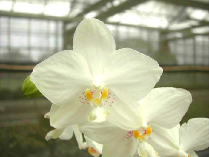 Фаленопсис philippinense