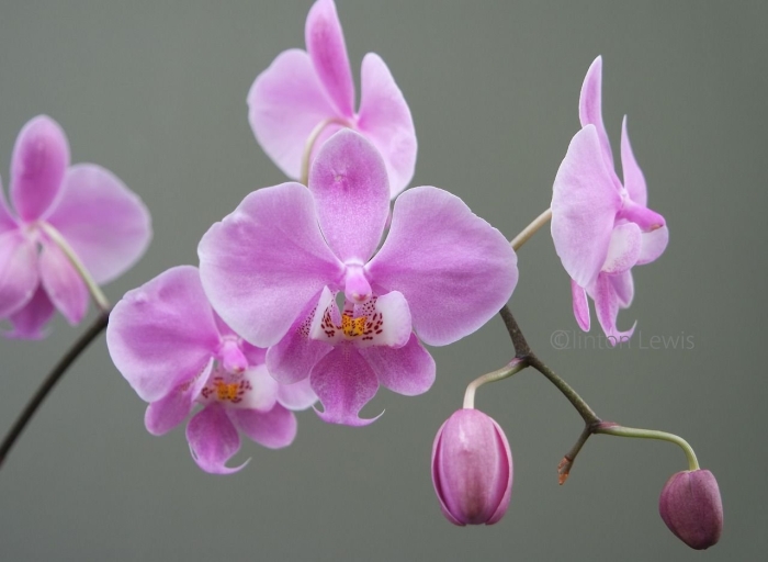 Phalaenopsis schilleriana