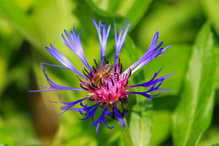 Василек горный