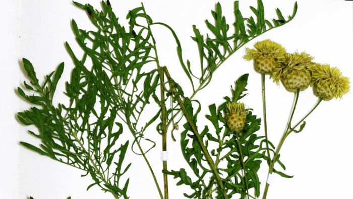 Василек дубянского красная книга