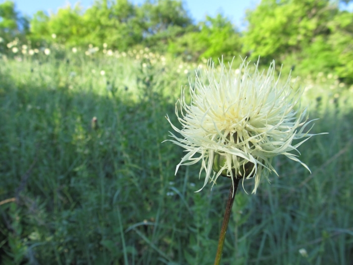 Centaurea ruthenica