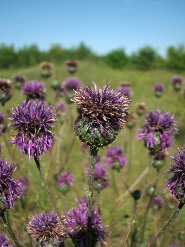 Centaurea trinervia