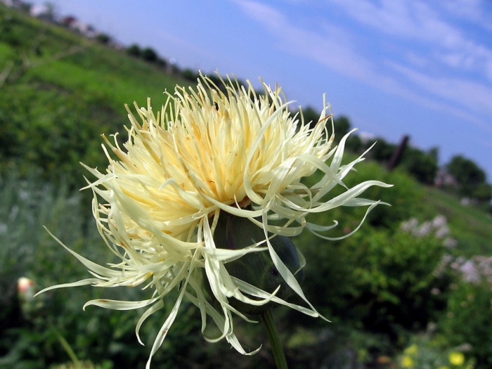 Centaurea ruthenica
