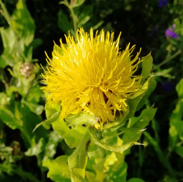 Василек желтый крупноголовый многолетний