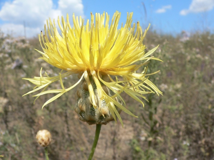 Василек желтый крупноголовый
