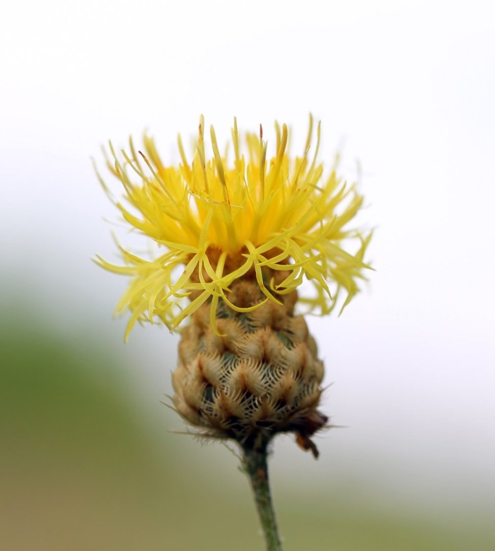 Centaurea orientalis