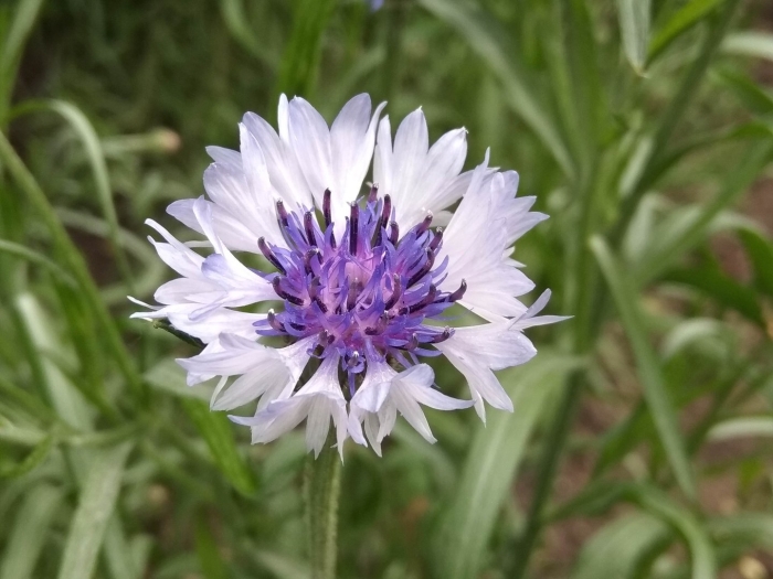 Василек сибирский